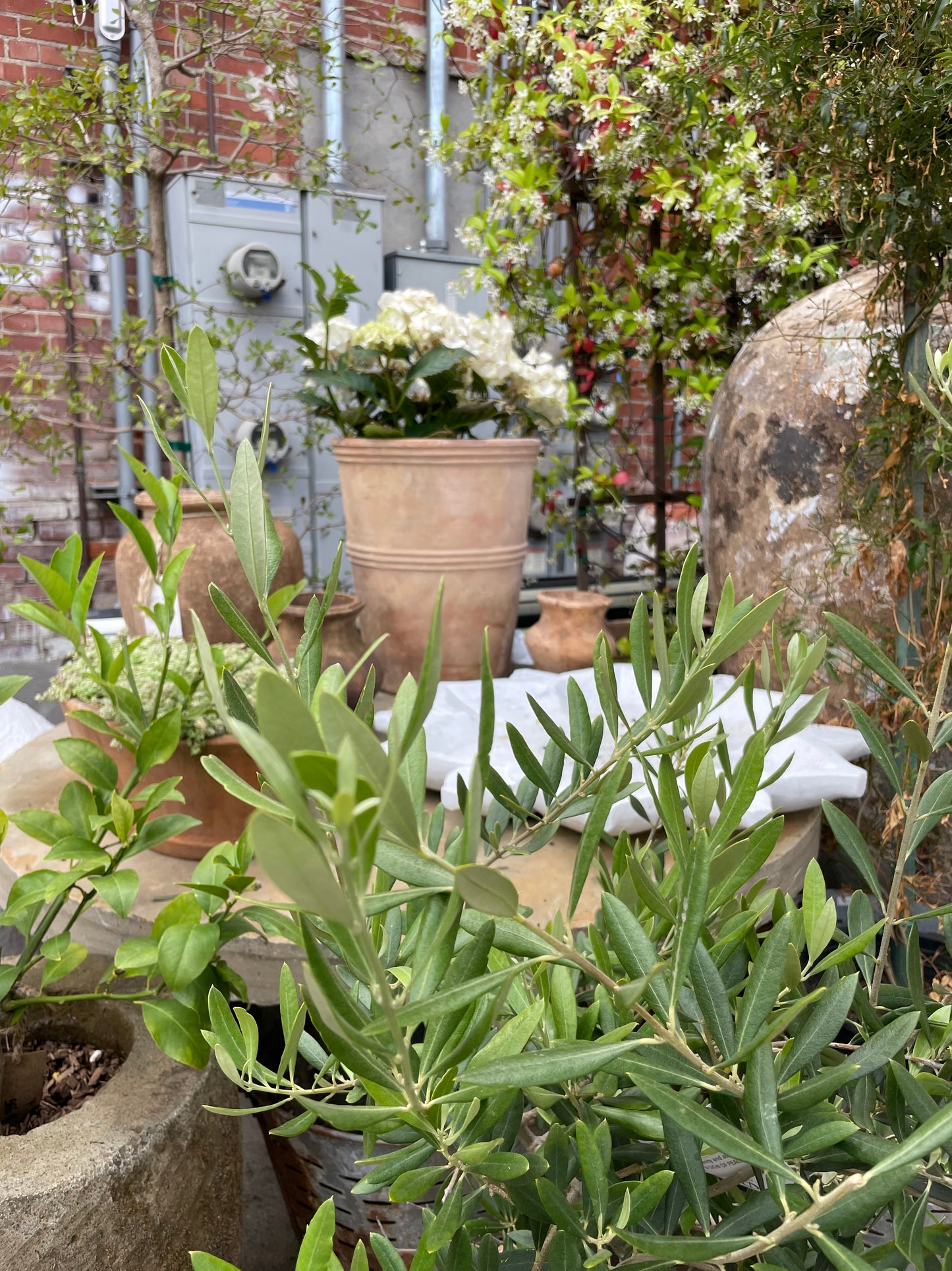 Terracotta Palermo pot