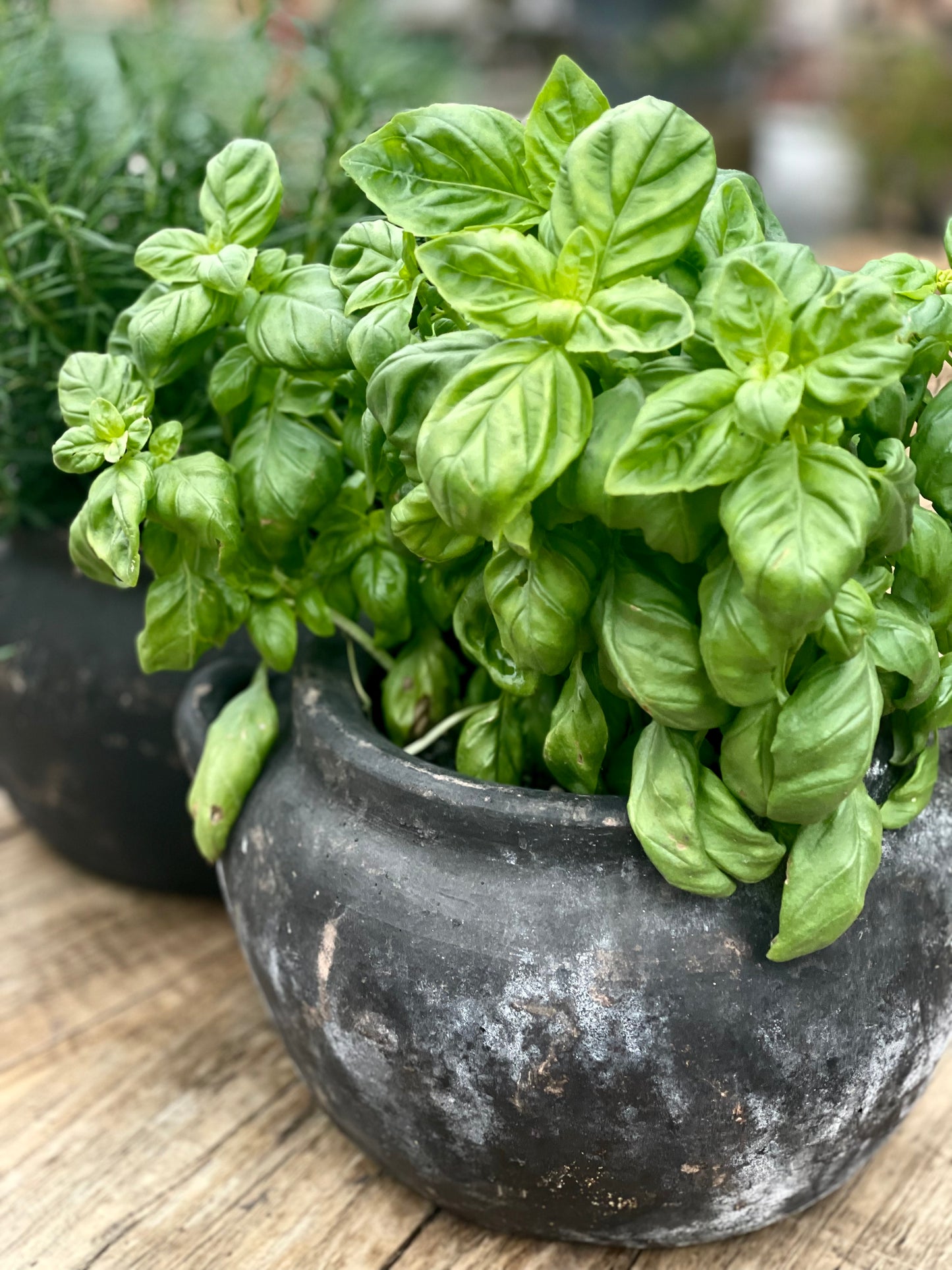 Antique French Food Pot