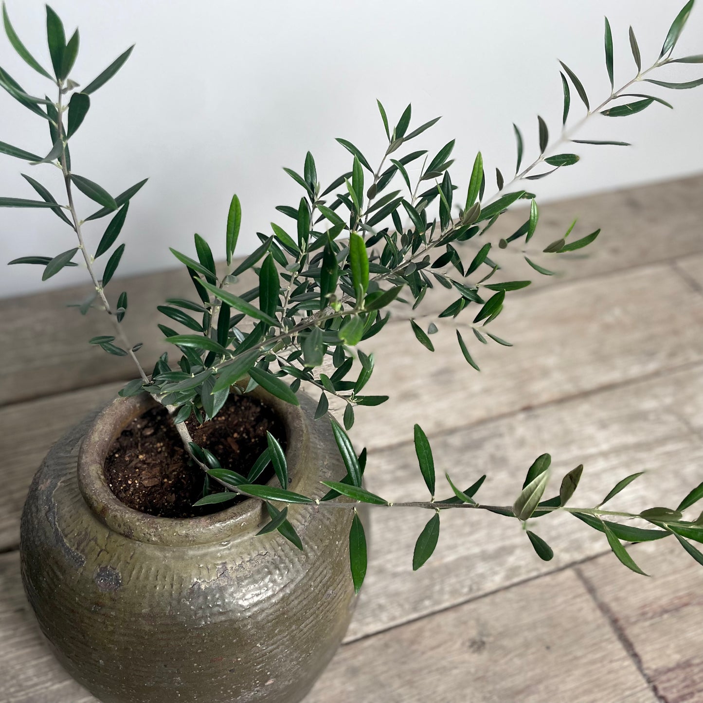 Dusty Olive Green Guci Salt Pot, Medium