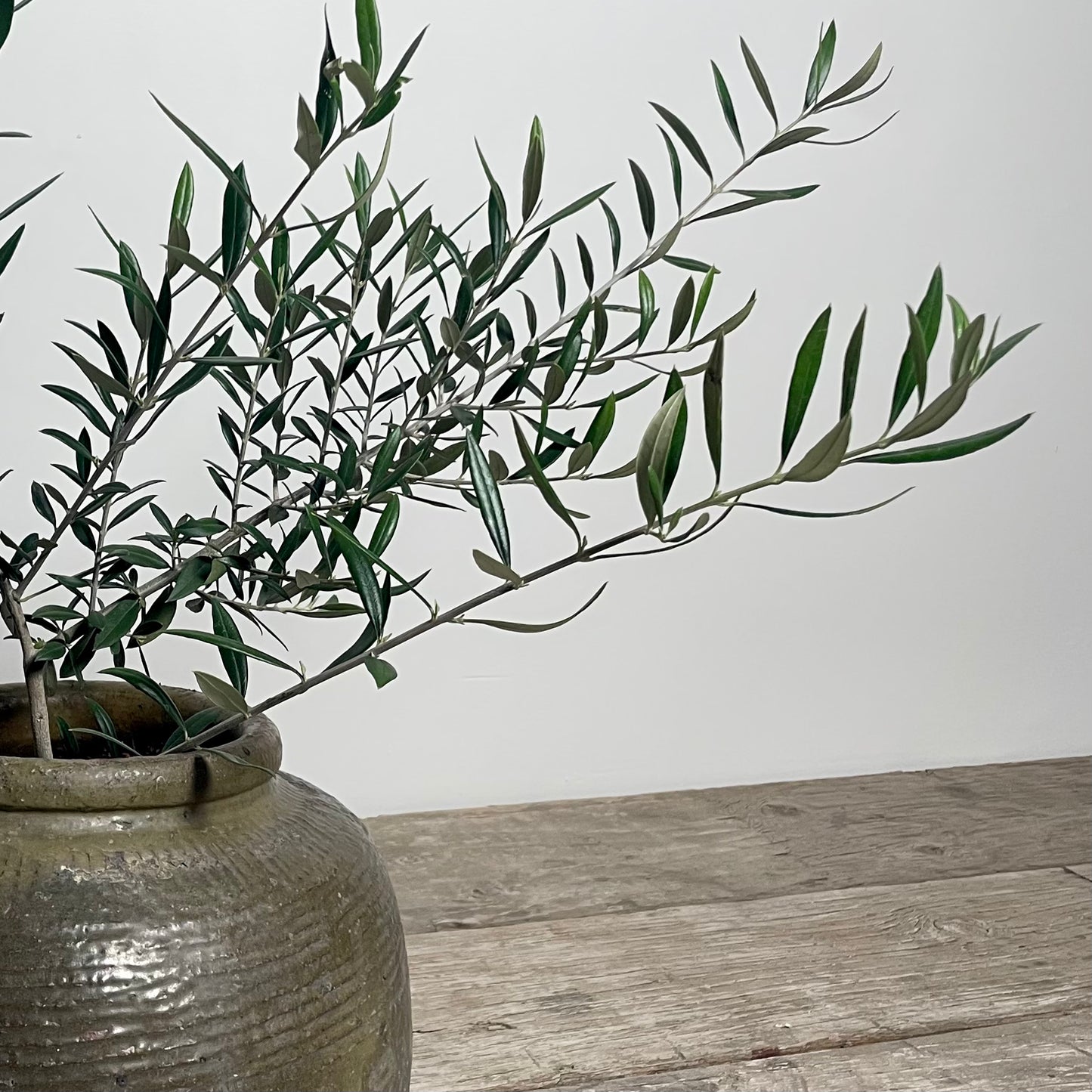 Dusty Olive Green Guci Salt Pot, Medium