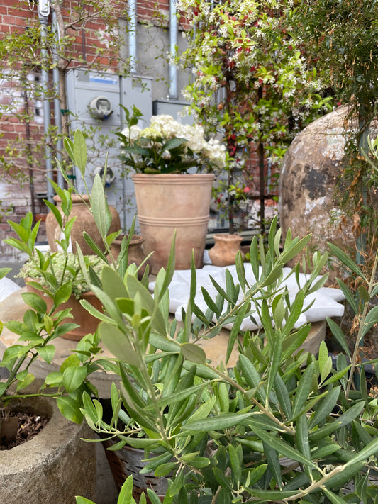 Terracotta Palermo  pot