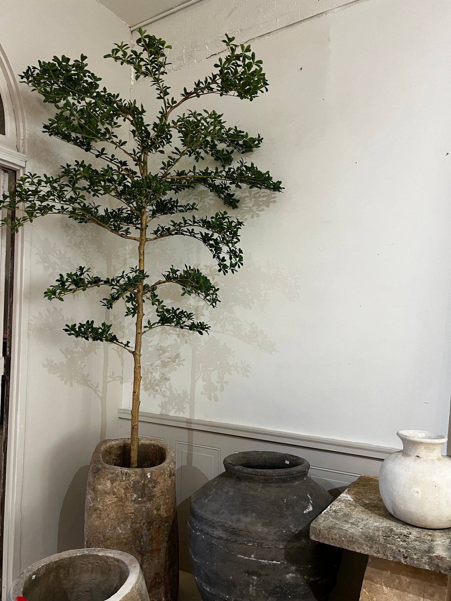 Black olive tree (forever plant) 92"
