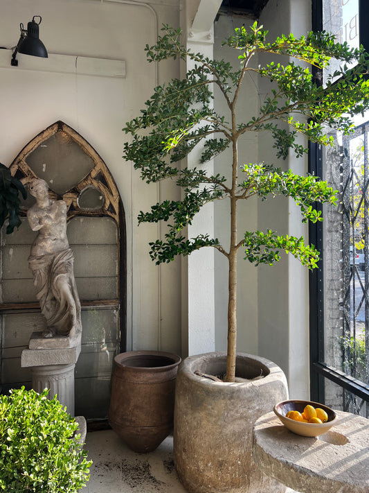 Black olive tree (forever plant) 102"