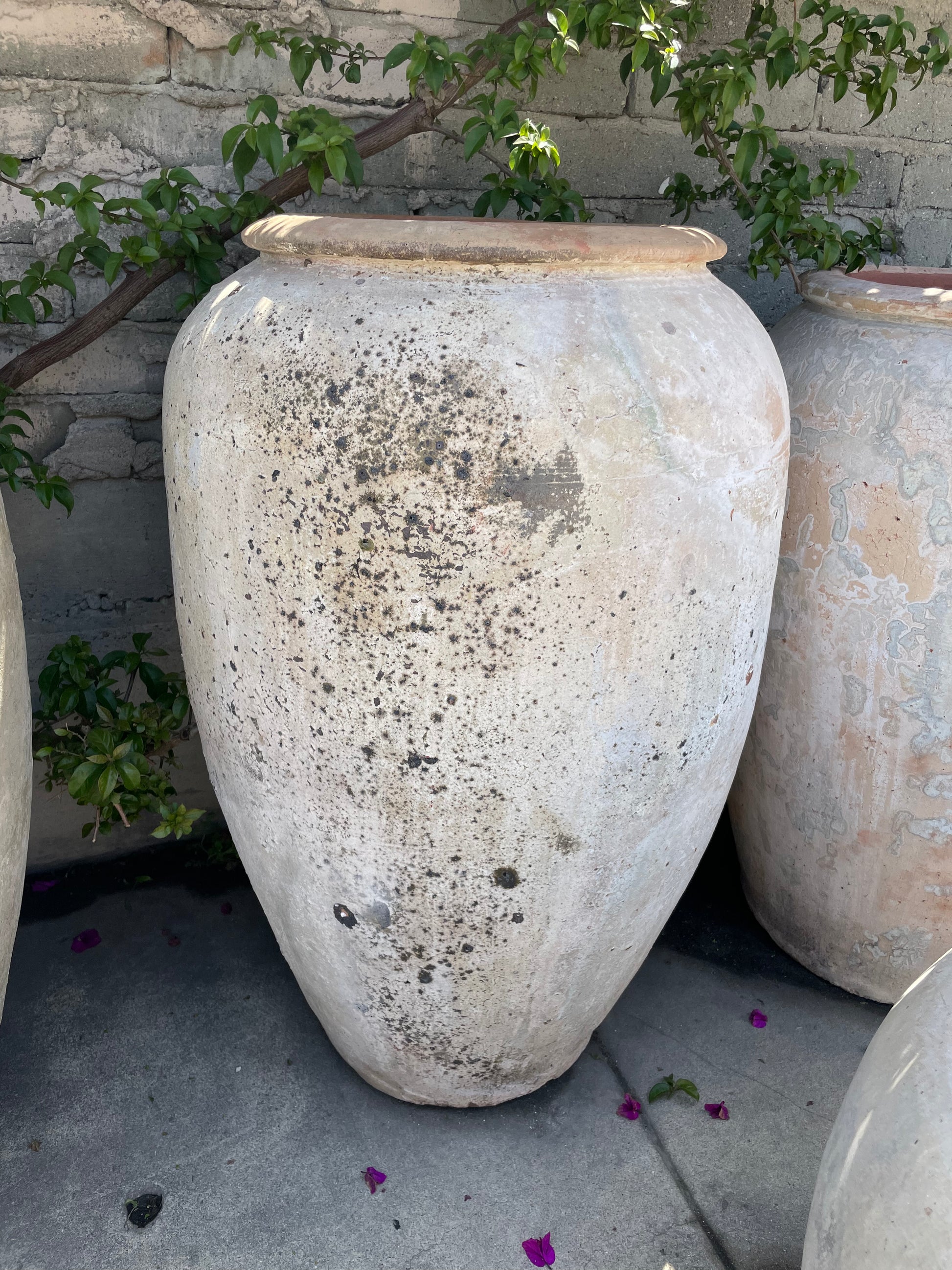 giant clay plant pots XL White clay Pot I