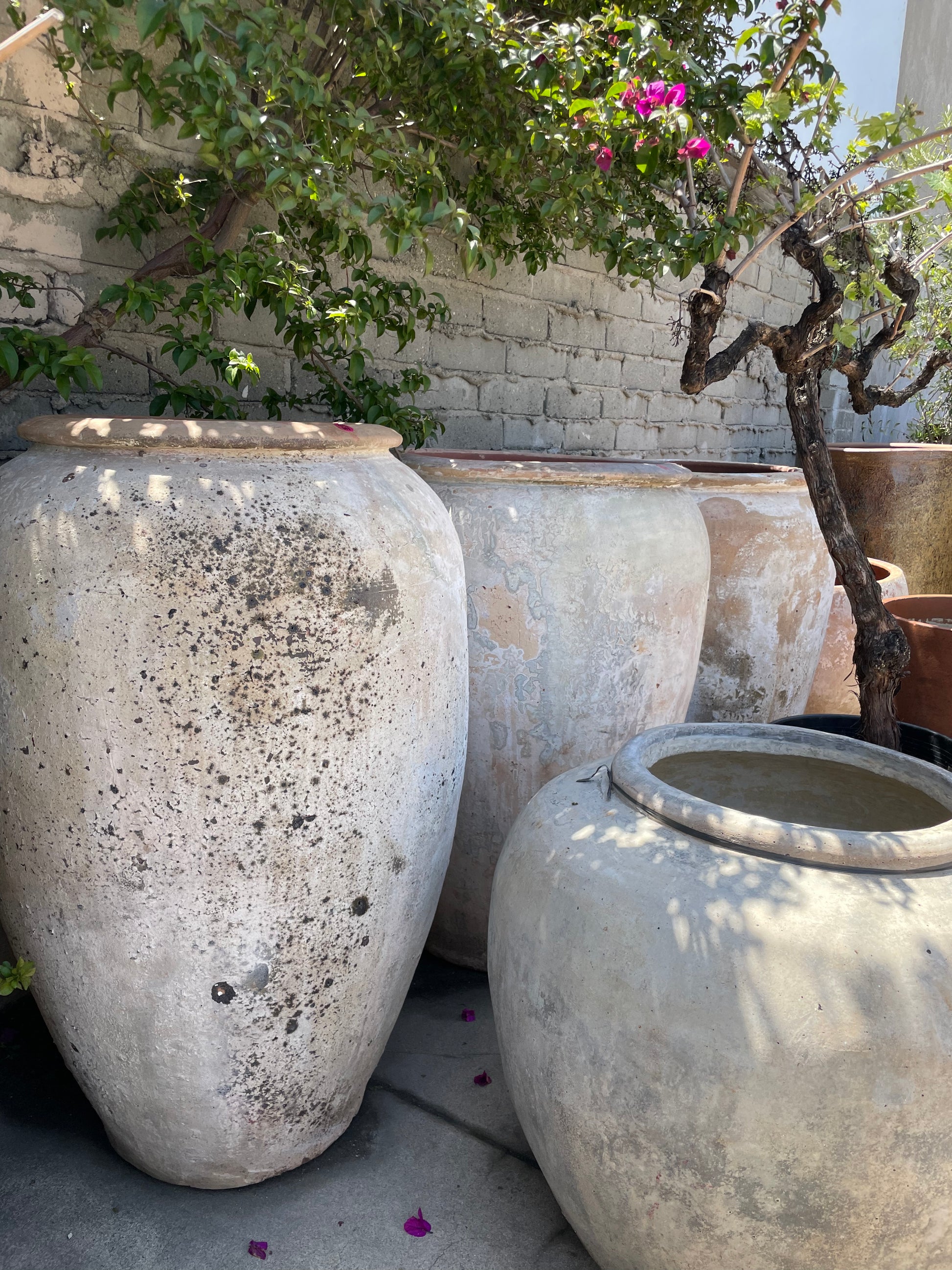 big clay pot for plants XL White clay Pot I